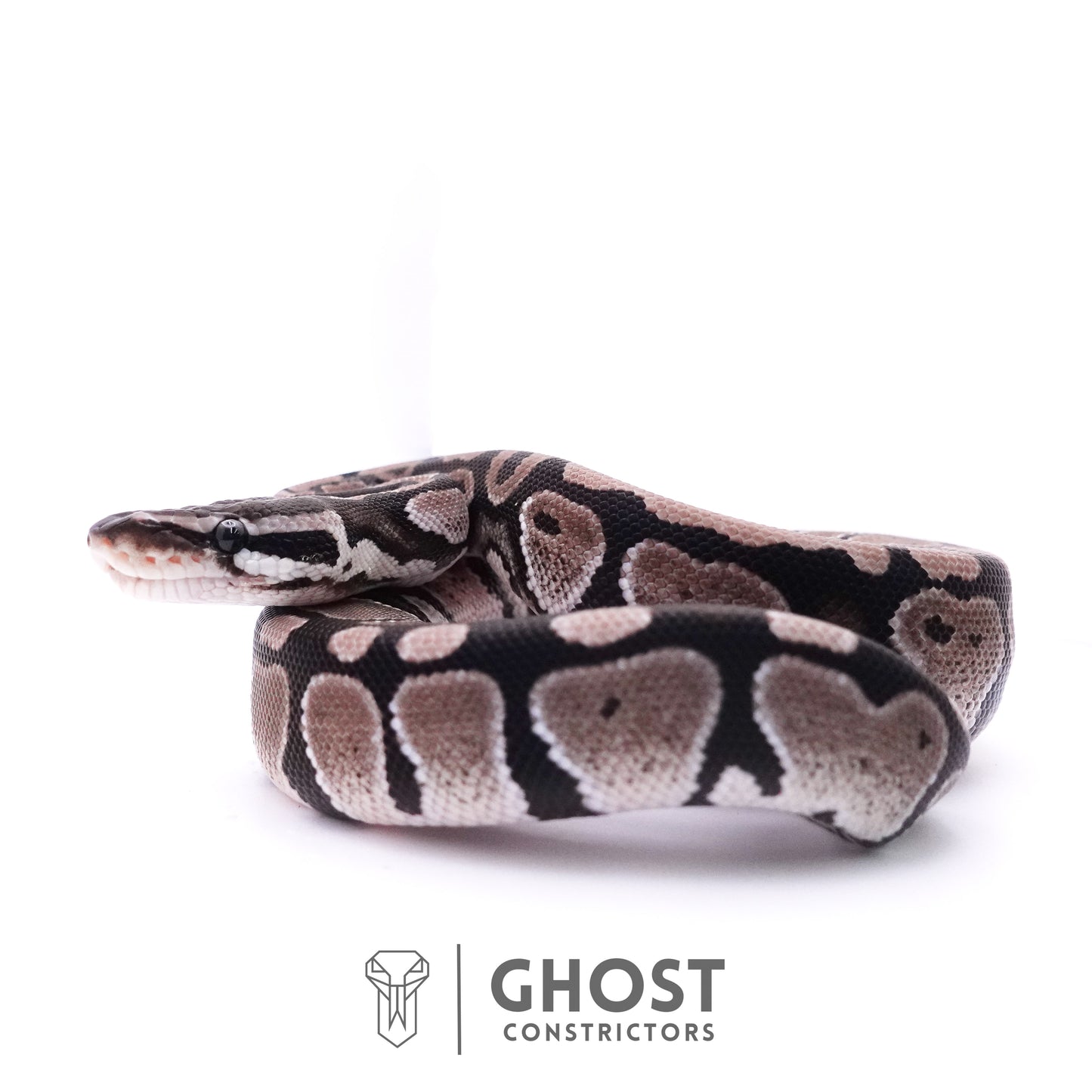 Axanthic VPI Het Piebald Ball Python