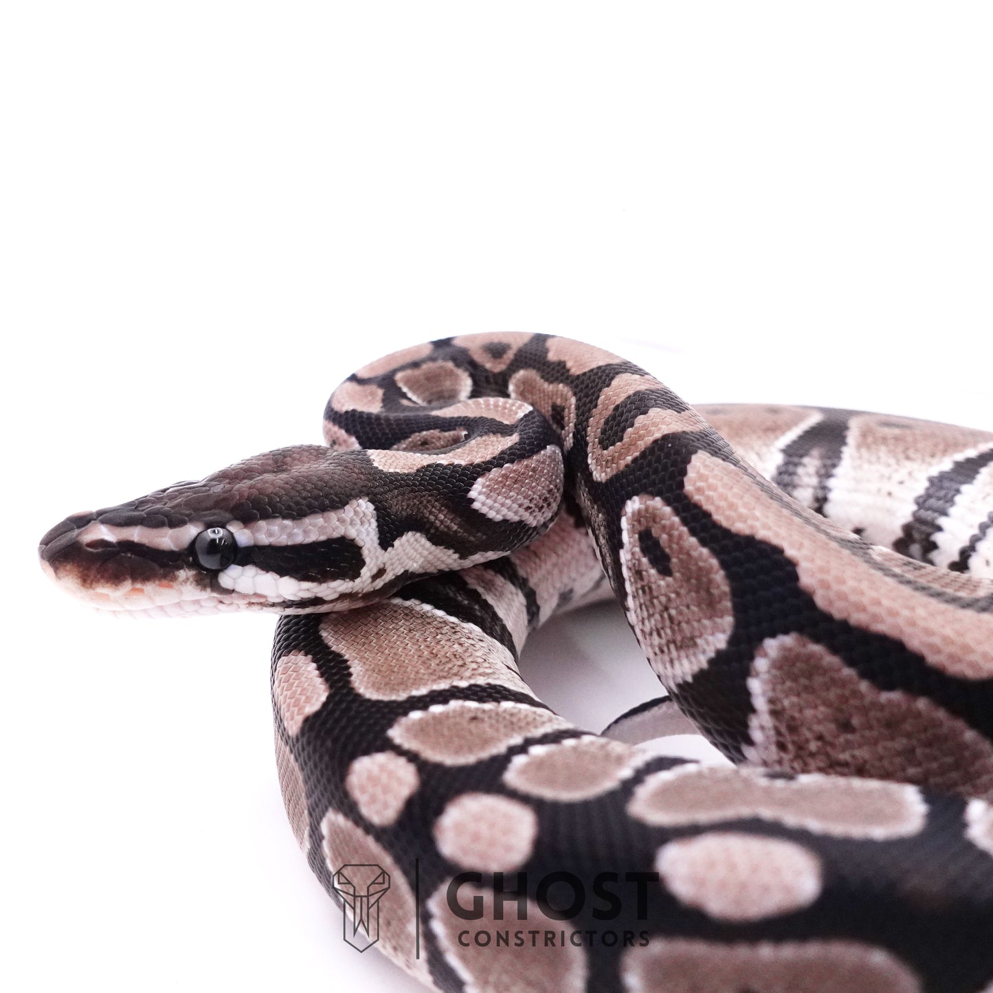 Axanthic VPI Het Piebald Ball Python