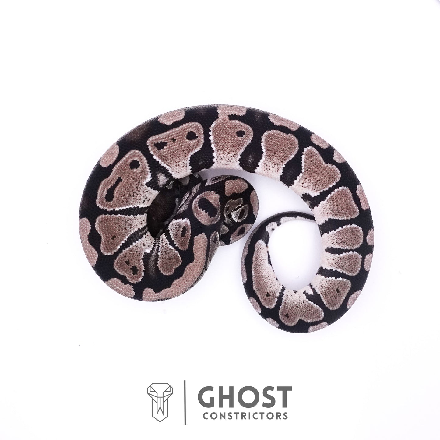 Axanthic VPI Het Piebald Ball Python