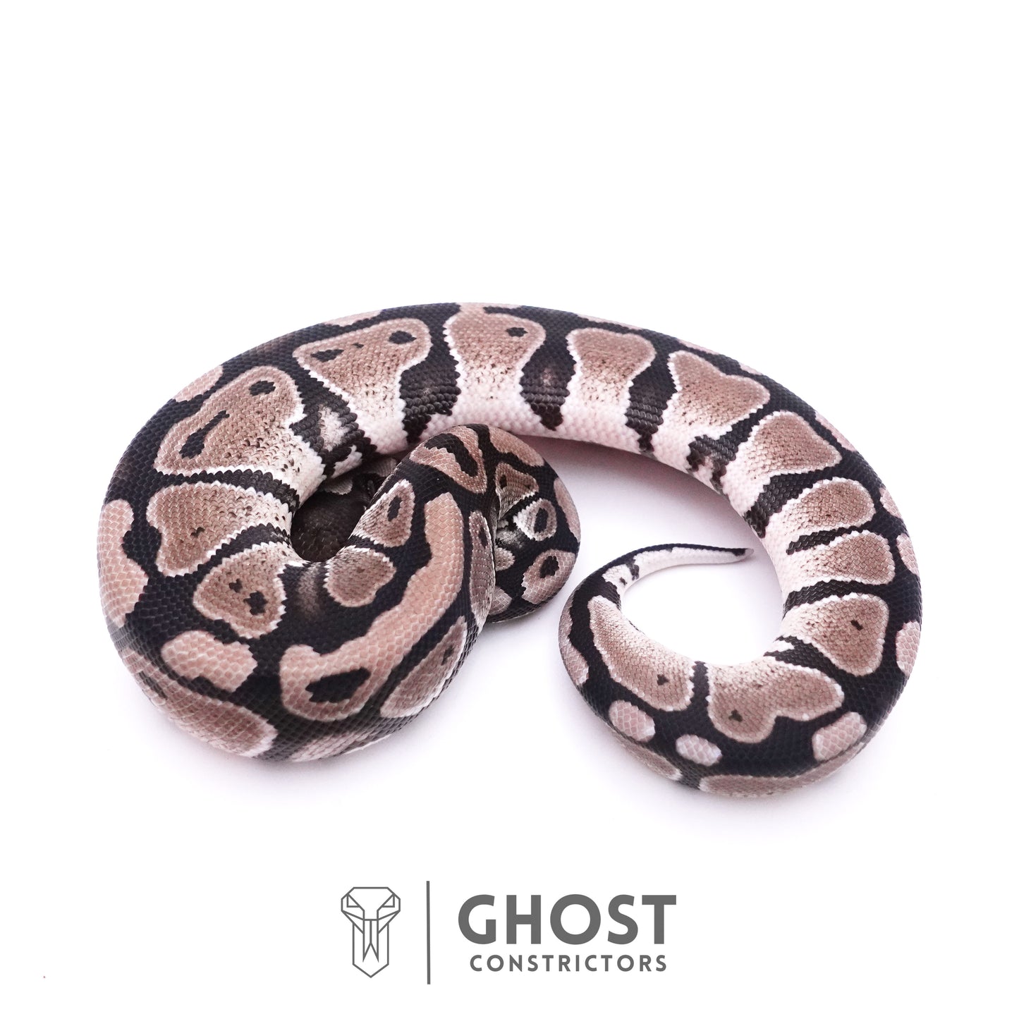Axanthic VPI Het Piebald Ball Python