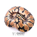 Het Axanthic VPI Het Piebald Ball Python — Female, 2025 hatch, captive-bred by Ghost Constrictors