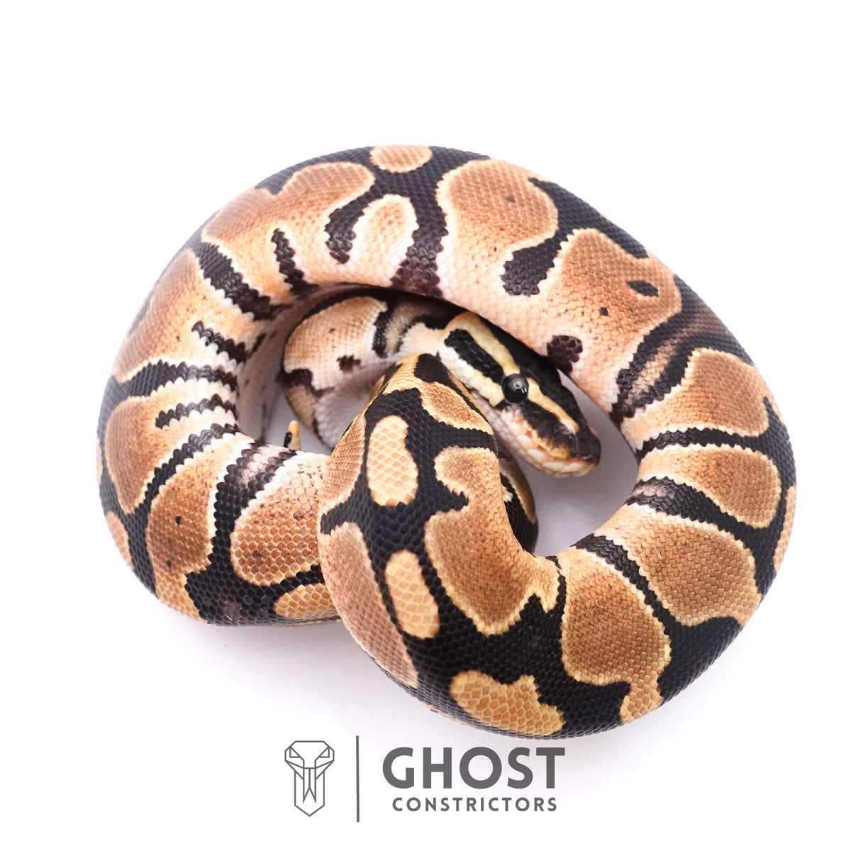 Het Axanthic VPI Het Piebald Ball Python — Female, 2025 hatch, captive-bred by Ghost Constrictors