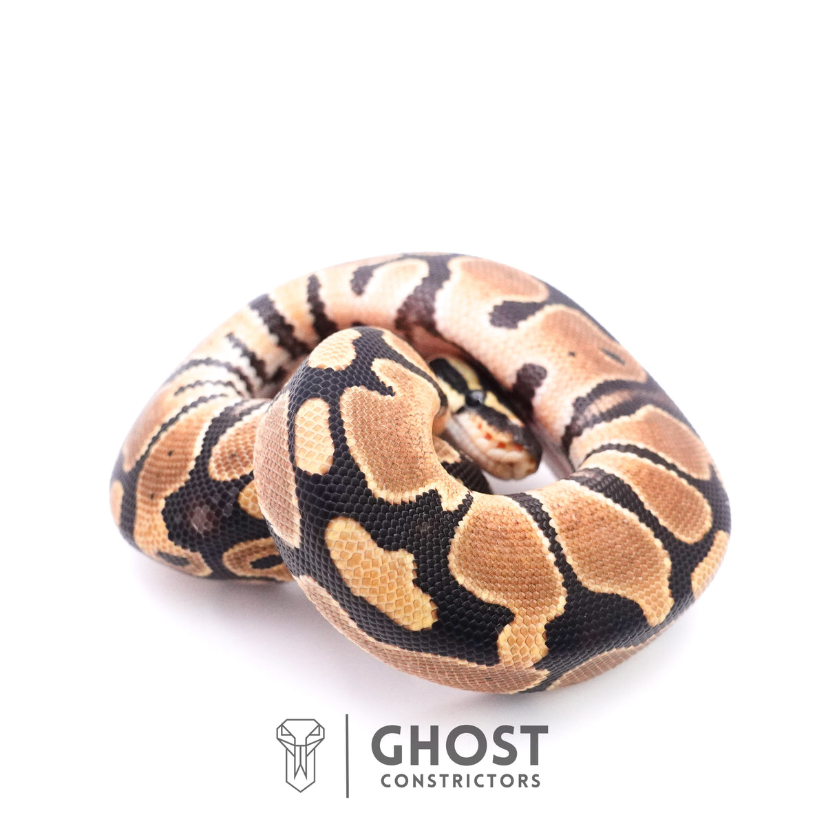 Het Axanthic VPI Het Piebald Ball Python — Female, 2025 hatch, captive-bred by Ghost Constrictors