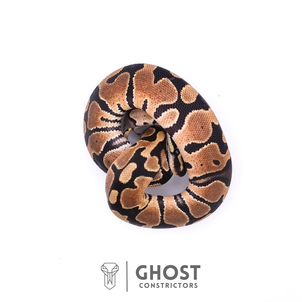 Het Axanthic VPI Het Piebald Ball Python — Female, 2025 hatch, captive-bred by Ghost Constrictors