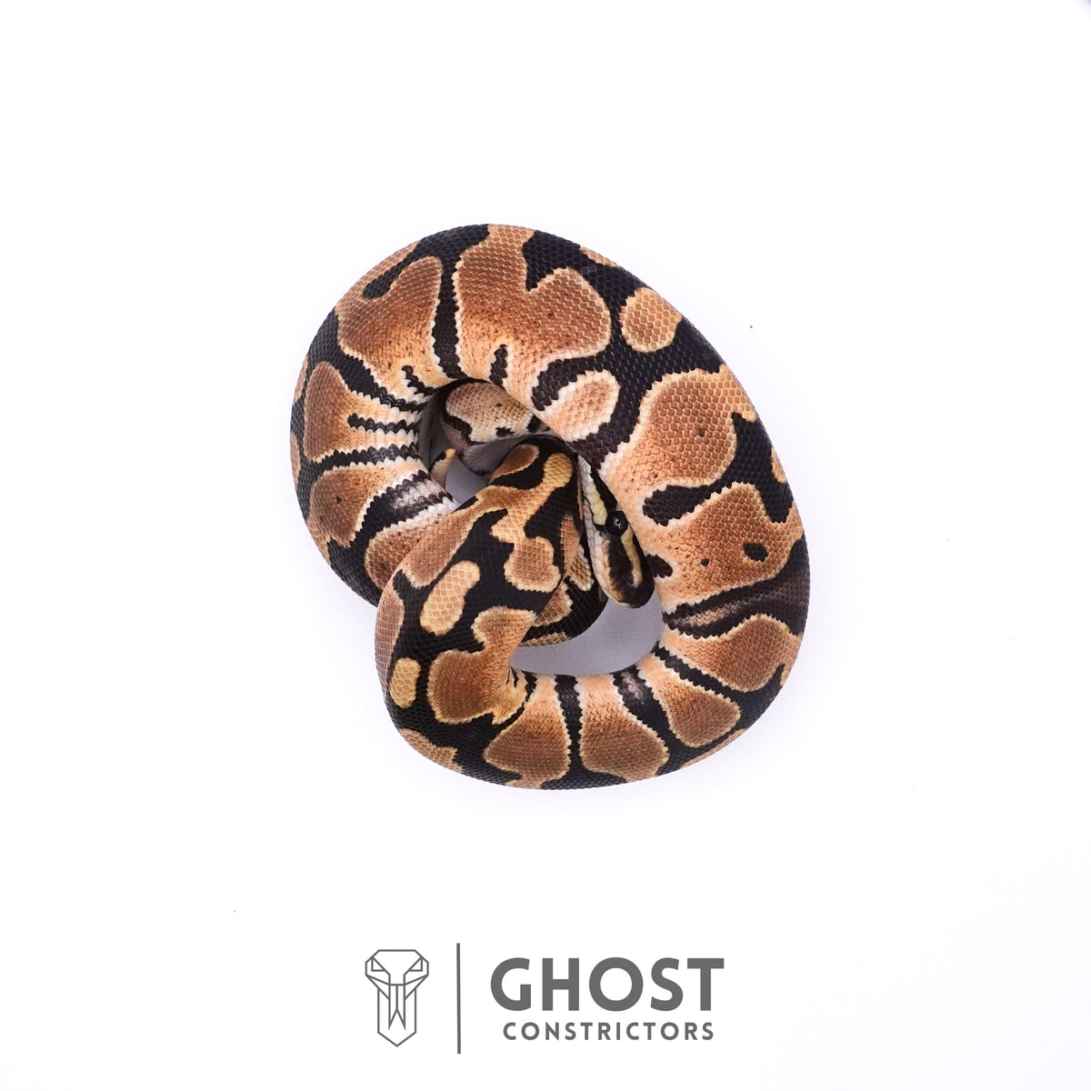 Het Axanthic VPI Het Piebald Ball Python — Female, 2025 hatch, captive-bred by Ghost Constrictors