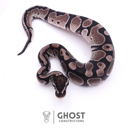 Axanthic VPI Het Piebald Ball Python