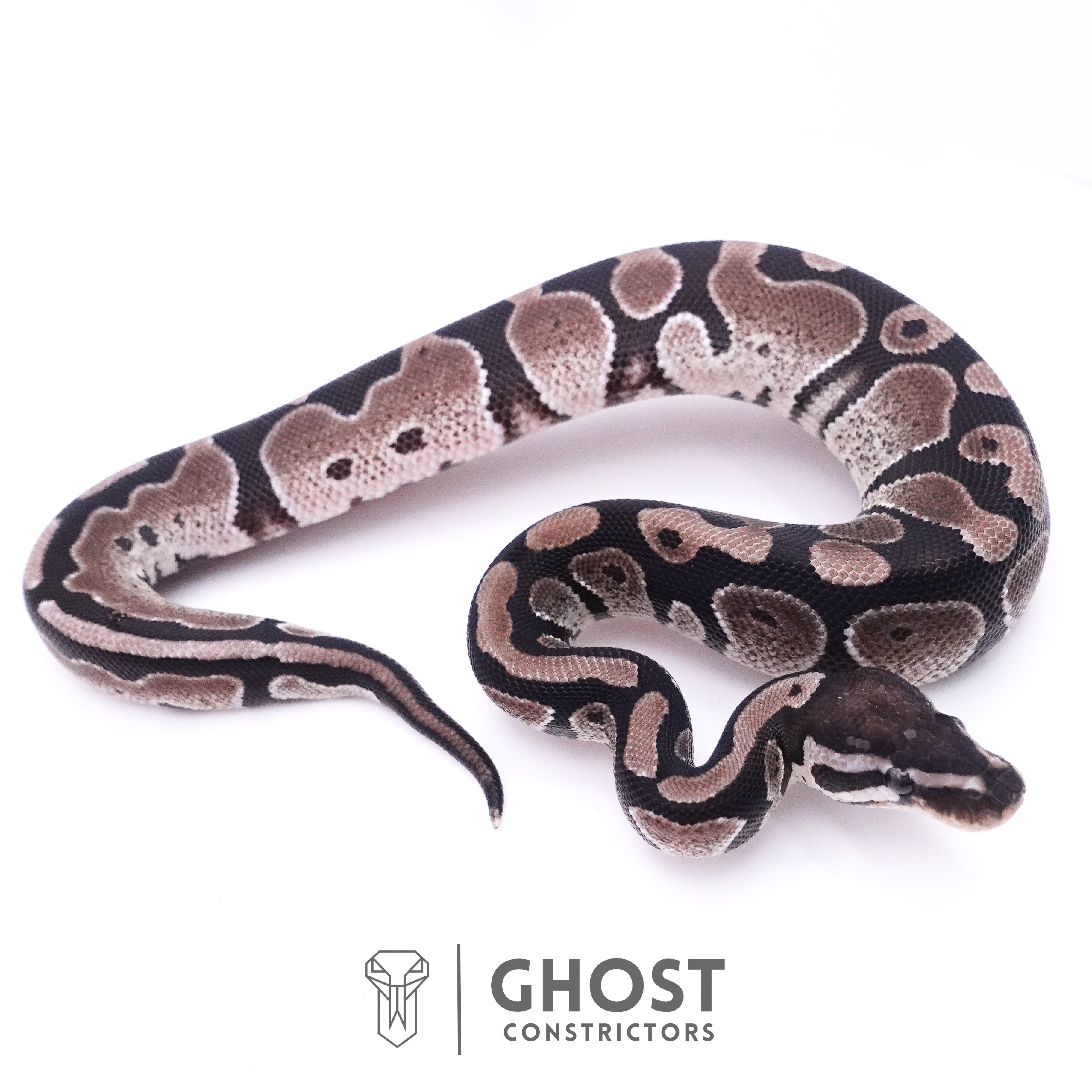Vpi Axanthic Ball Python Drawing Axanthic VPI Het Piebald Ball Python for Sale – Ghost Constrictors