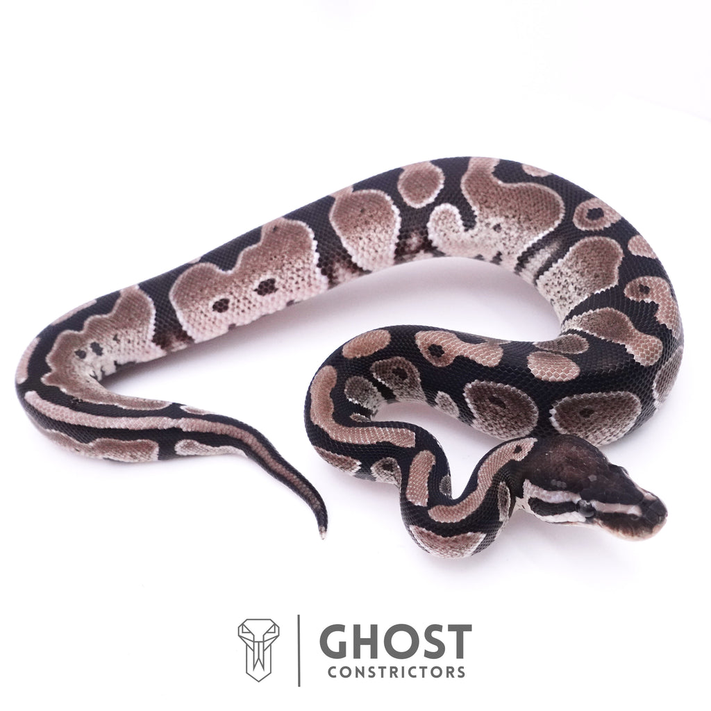 Axanthic VPI Het Piebald Ball Python — Male, 2025 hatch, captive-bred by Ghost Constrictors