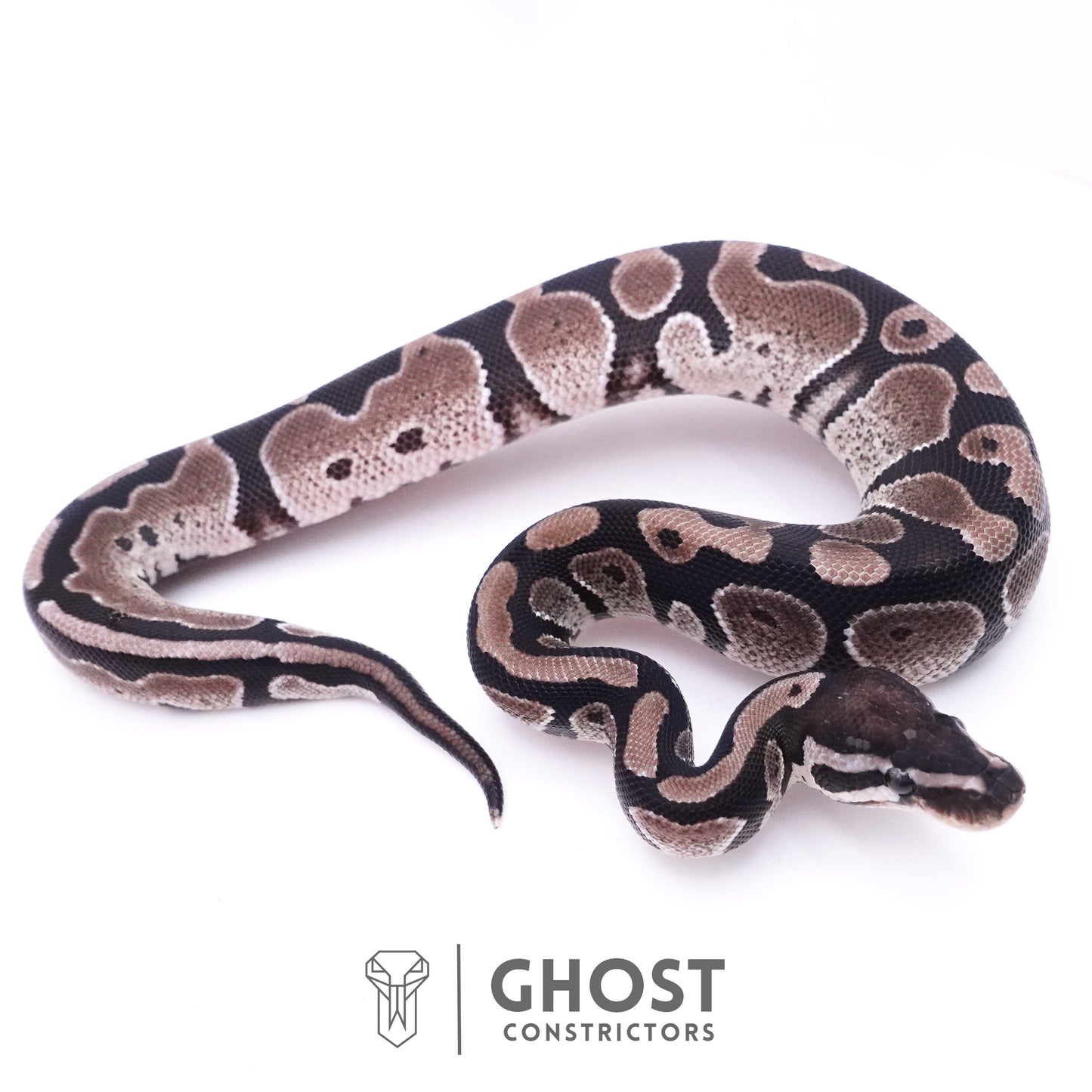 Axanthic VPI Het Piebald Ball Python
