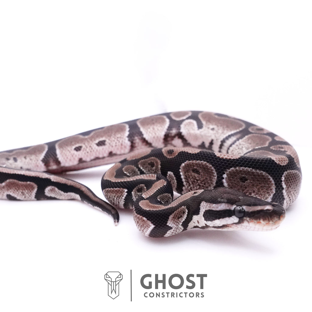 Axanthic VPI Het Piebald Ball Python — Male, 2025 hatch, captive-bred by Ghost Constrictors