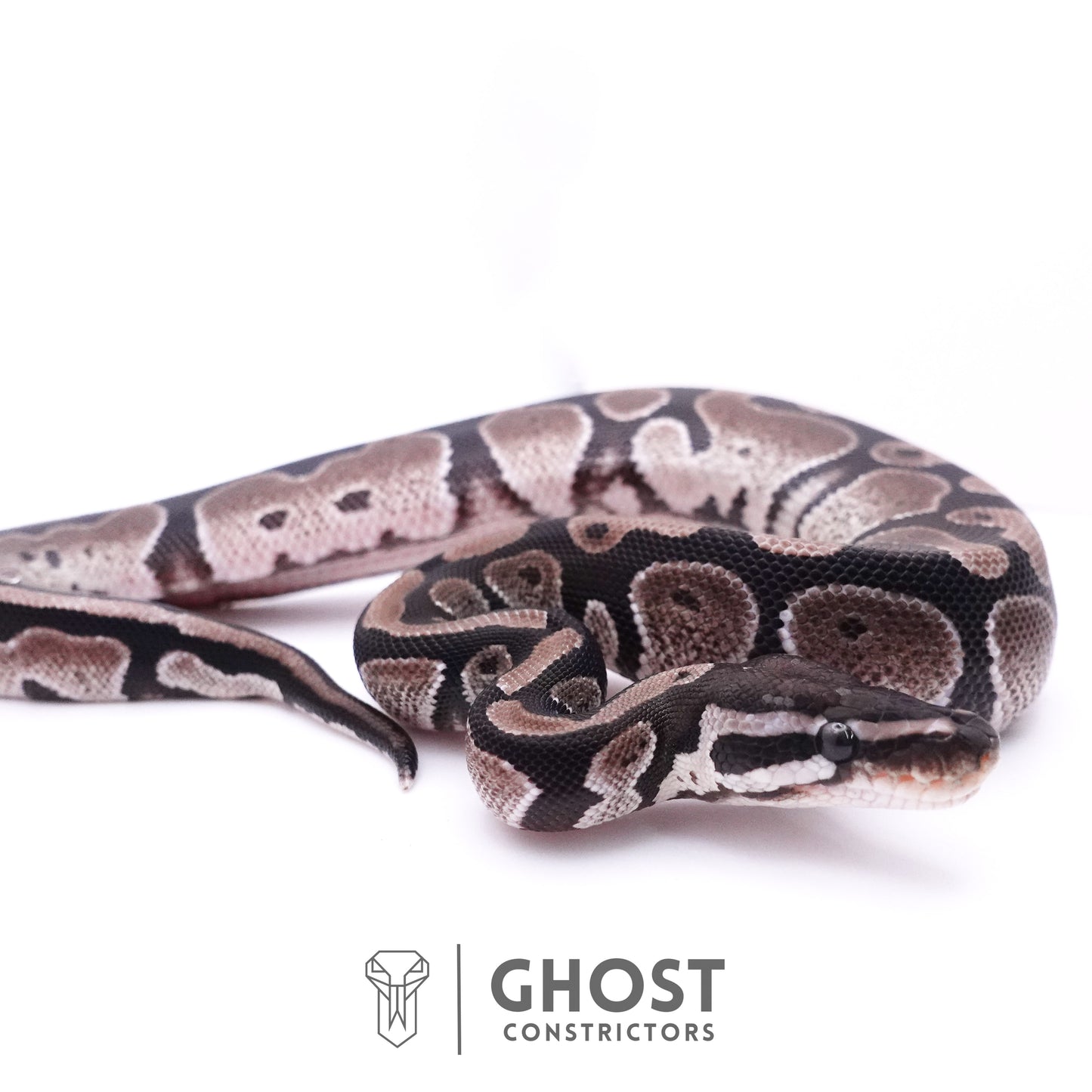 Axanthic VPI Het Piebald Ball Python