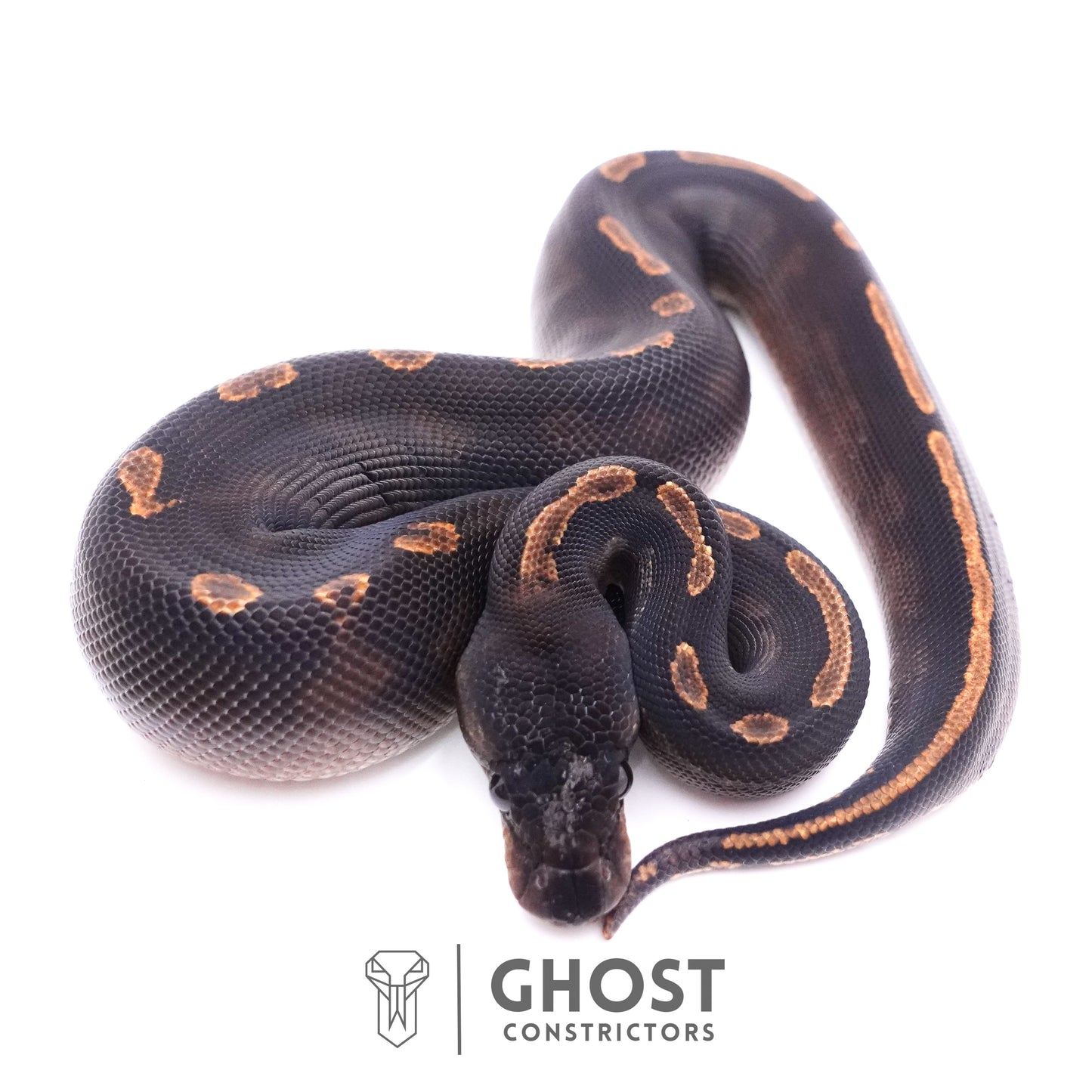 Black Head GHI Mahogany Possible YB Ball Python