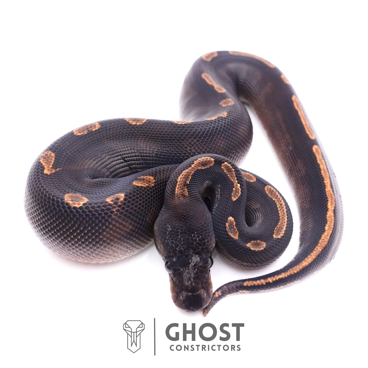 Black Head GHI Mahogany Possible YB Ball Python — Male, 2025 hatch, captive-bred by Ghost Constrictors