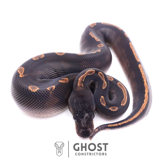 Black Head GHI Mahogany Possible YB Ball Python