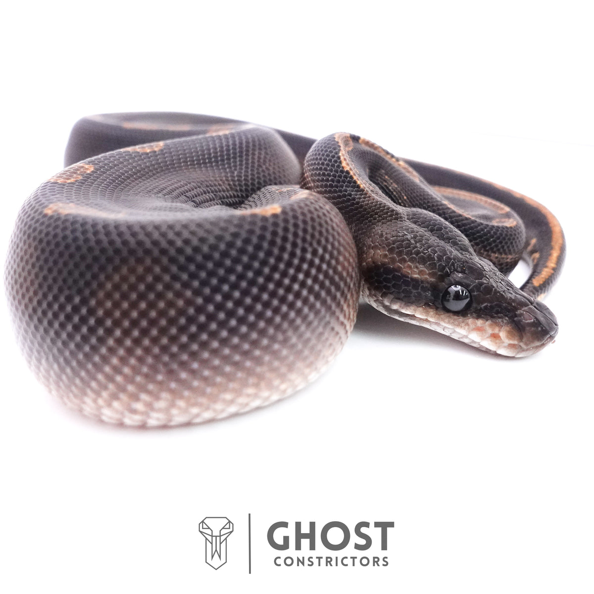 Black Head GHI Mahogany Possible YB Ball Python — Male, 2025 hatch, captive-bred by Ghost Constrictors