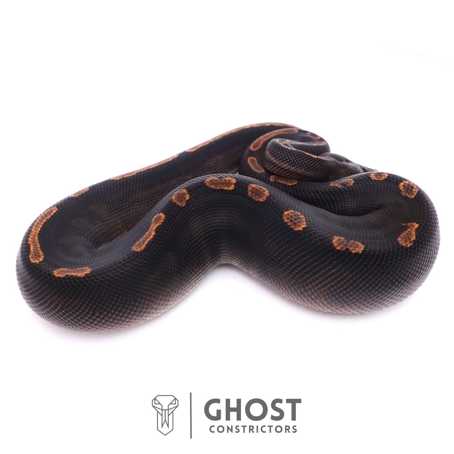 Black Head GHI Mahogany Possible YB Ball Python