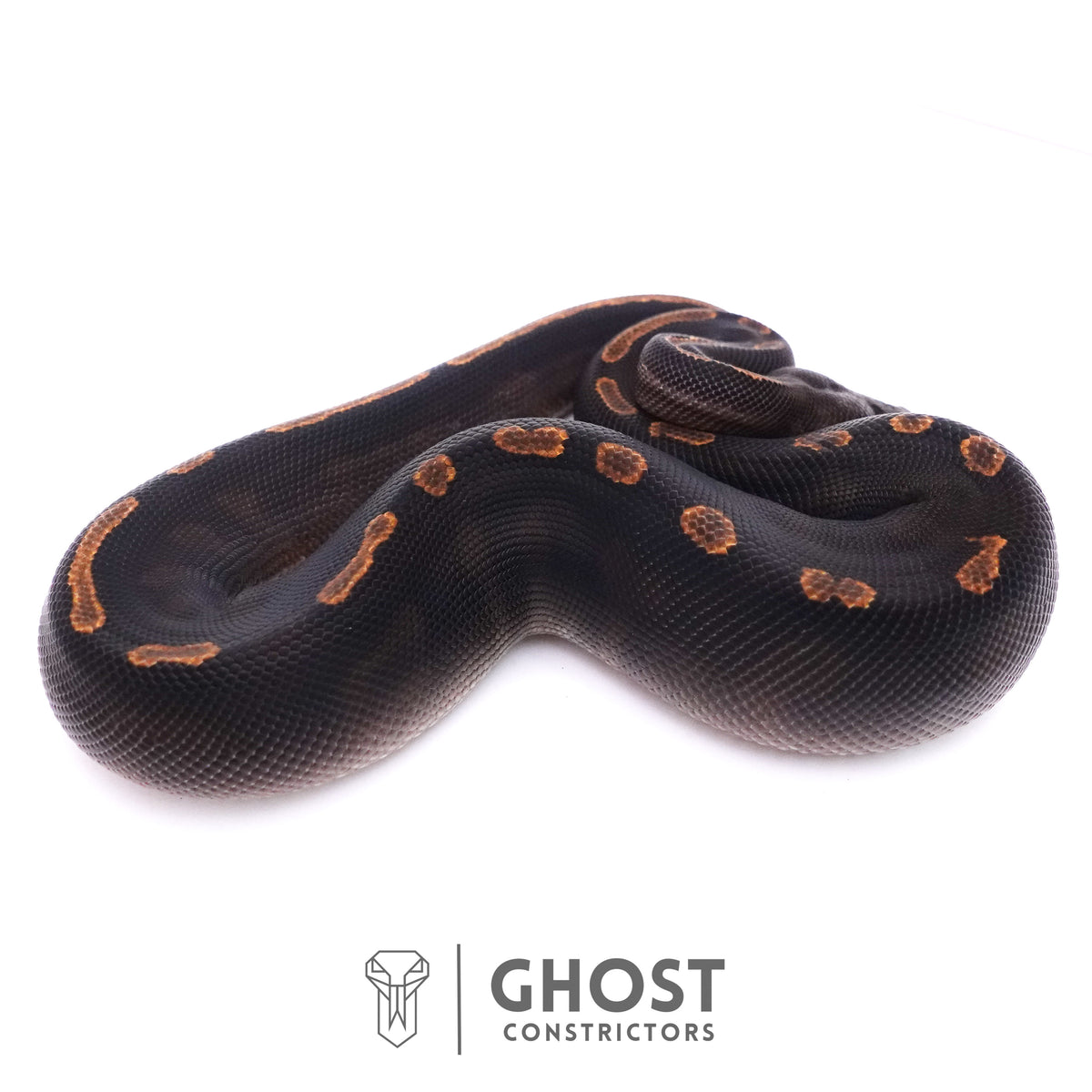 Black Head GHI Mahogany Possible YB Ball Python — Male, 2025 hatch, captive-bred by Ghost Constrictors