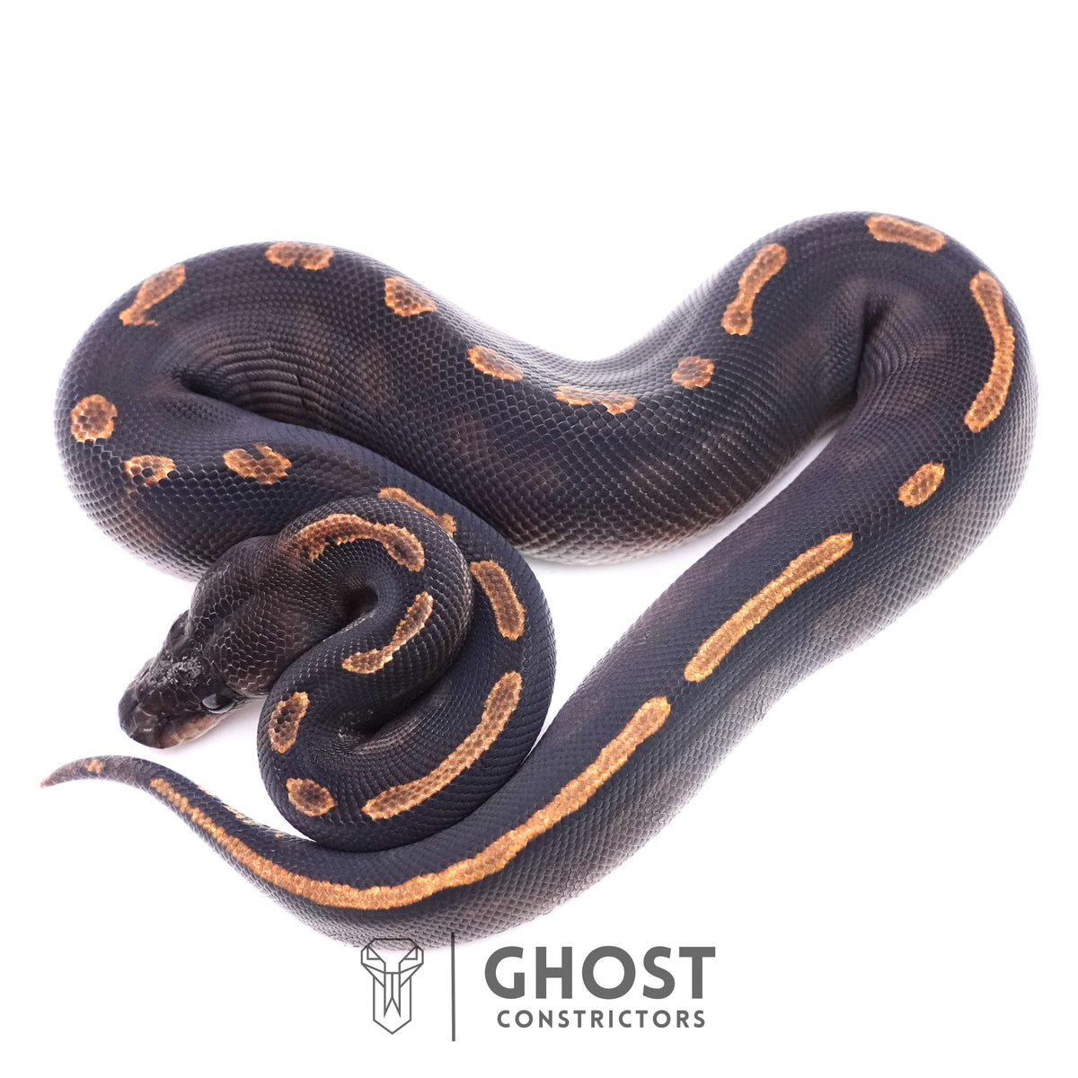 Black Head GHI Mahogany Possible YB Ball Python — Male, 2025 hatch, captive-bred by Ghost Constrictors