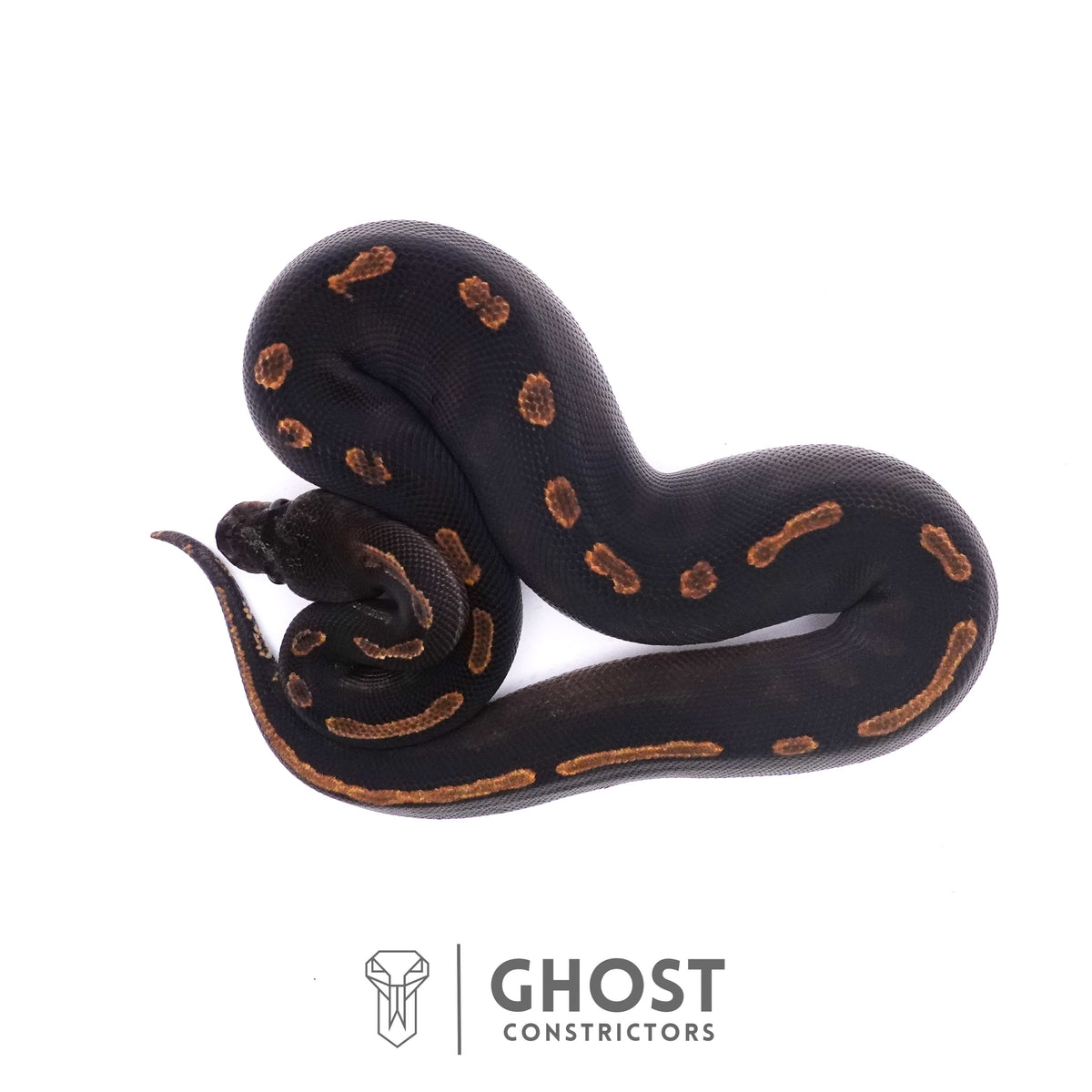 Black Head GHI Mahogany Possible YB Ball Python — Male, 2025 hatch, captive-bred by Ghost Constrictors
