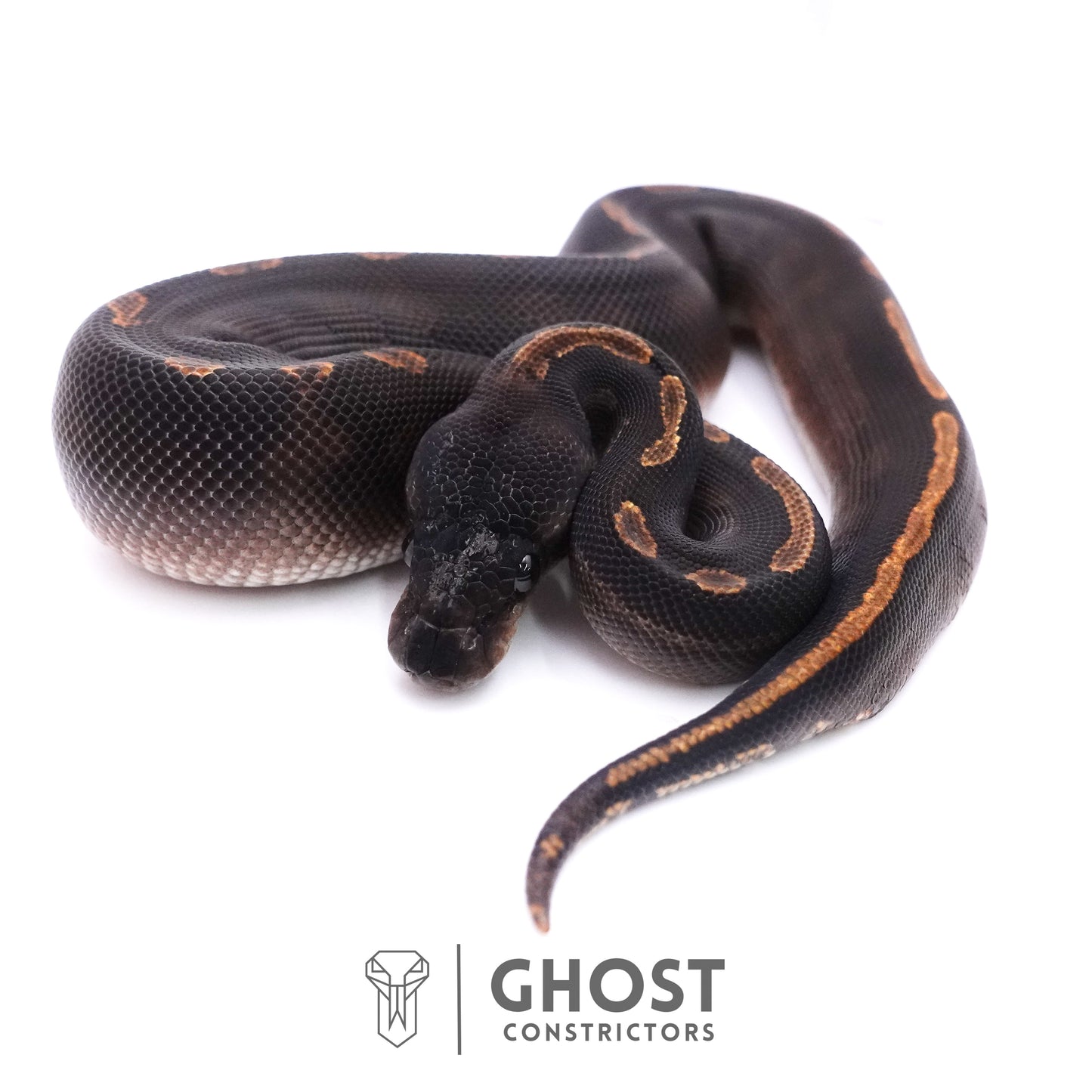 Black Head GHI Mahogany Possible YB Ball Python