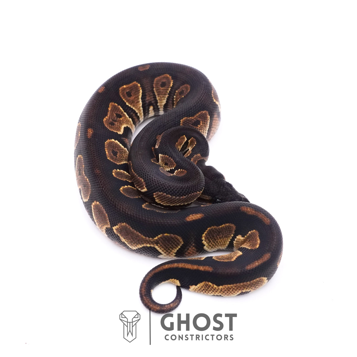 Black Head Mahogany — Female, 2025 hatch, captive-bred by Ghost Constrictors