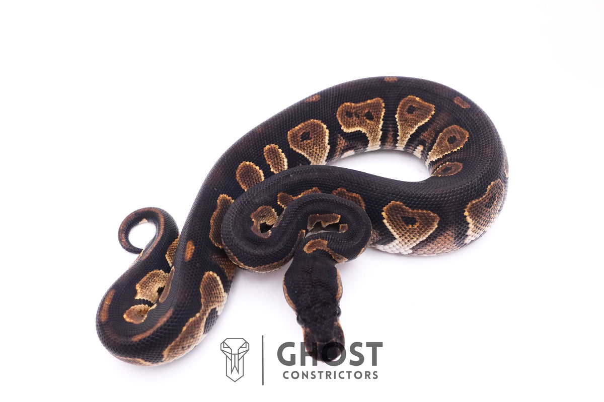 Black Head Mahogany — Female, 2025 hatch, captive-bred by Ghost Constrictors