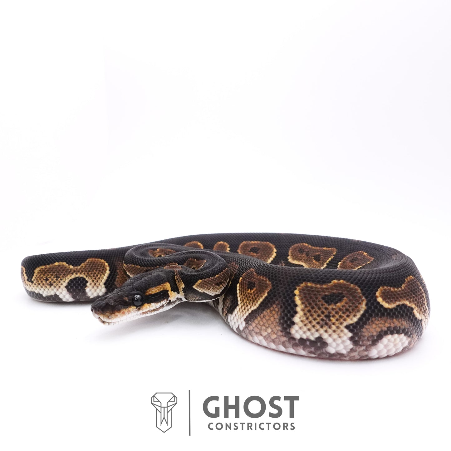 Black Head Black Pastel Mahogany Yellow Belly
