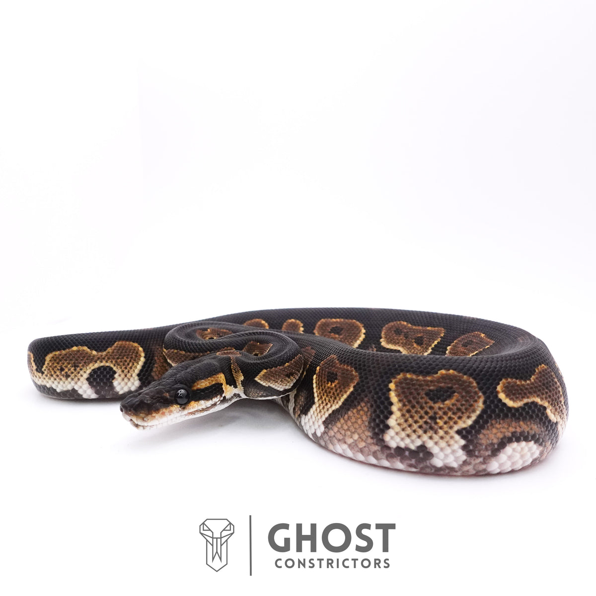Black Head Mahogany — Female, 2025 hatch, captive-bred by Ghost Constrictors