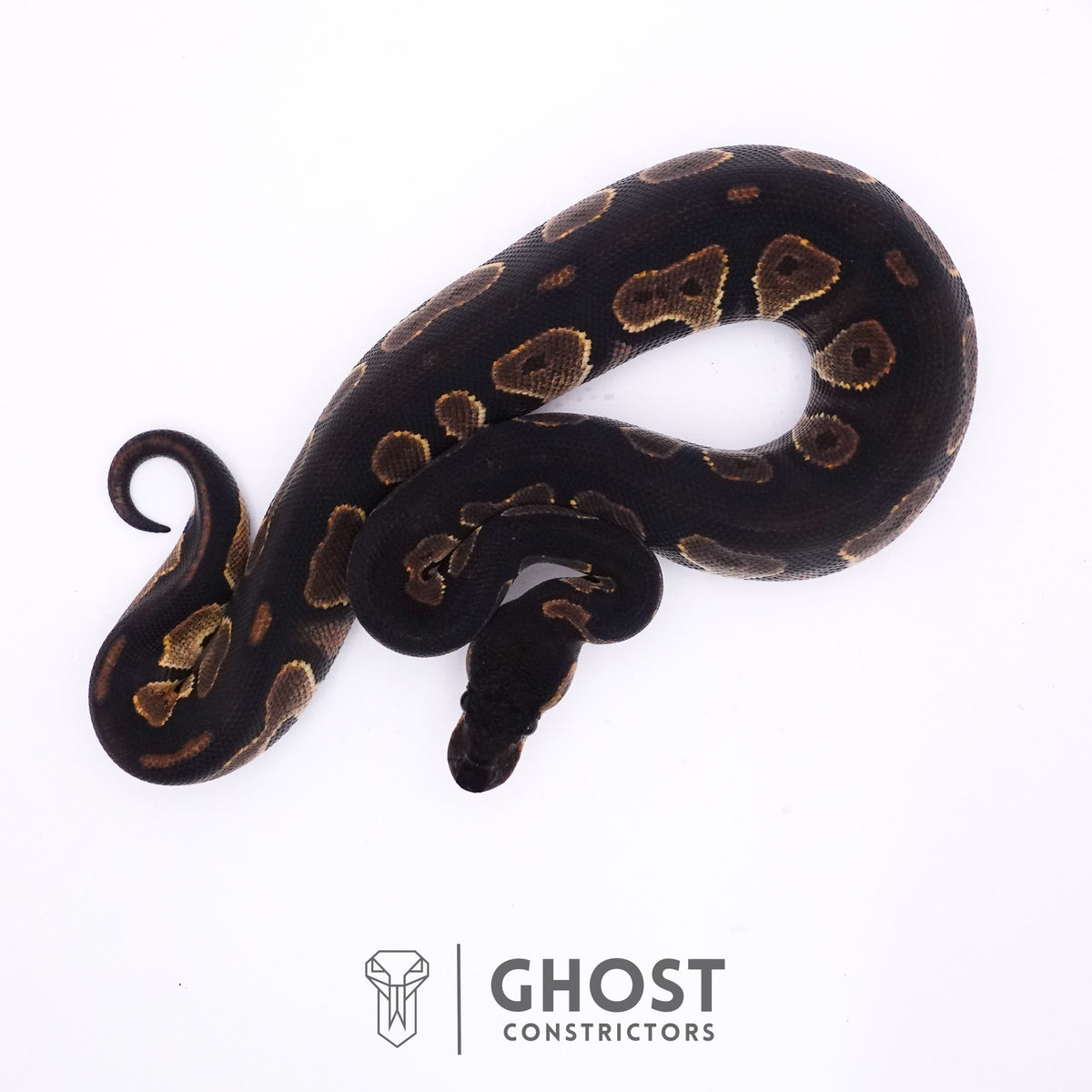 Black Head Mahogany — Female, 2025 hatch, captive-bred by Ghost Constrictors