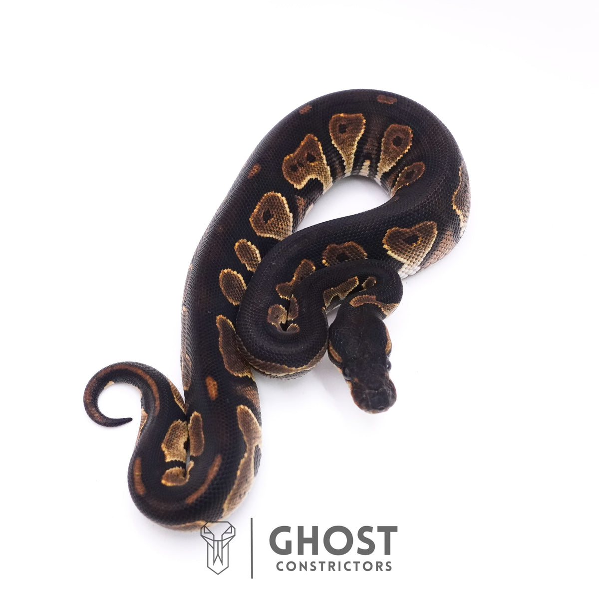 Black Head Mahogany — Female, 2025 hatch, captive-bred by Ghost Constrictors