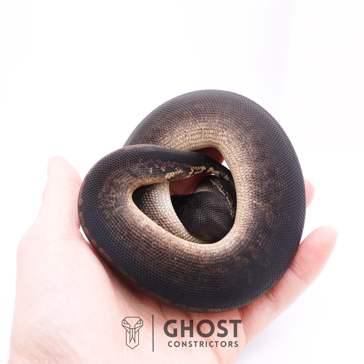Black Pastel Black Head Ball Python — Male, 2025 hatch, captive-bred by Ghost Constrictors