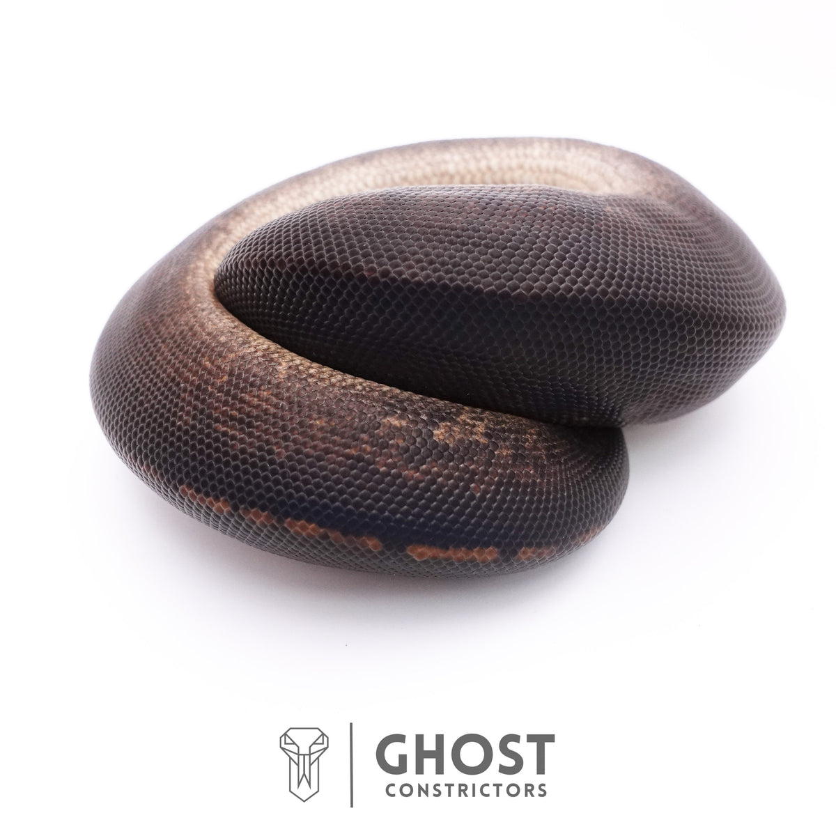 Black Pastel Black Head Ball Python — Male, 2025 hatch, captive-bred by Ghost Constrictors