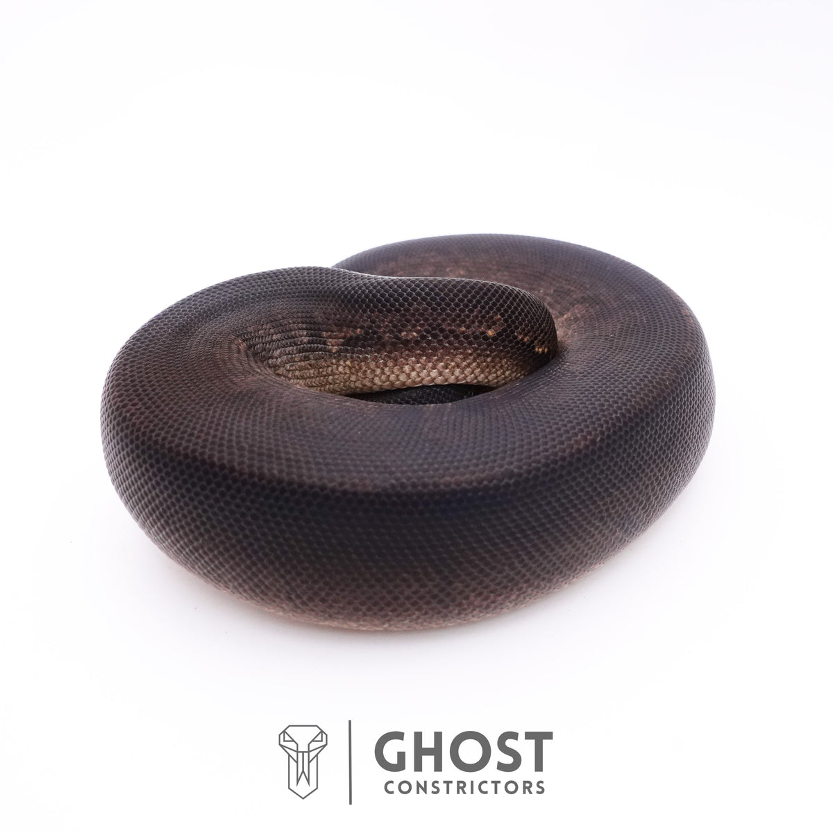 Black Pastel Black Head Ball Python — Male, 2025 hatch, captive-bred by Ghost Constrictors