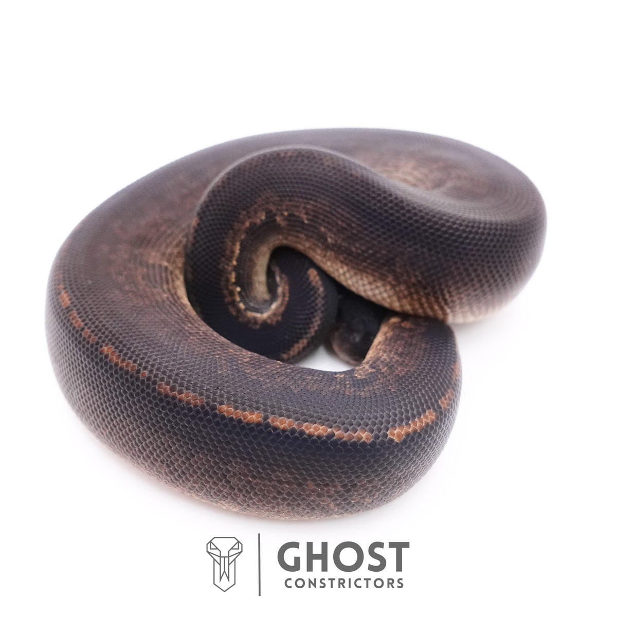Black Pastel Black Head Ball Python — Male, 2025 hatch, captive-bred by Ghost Constrictors