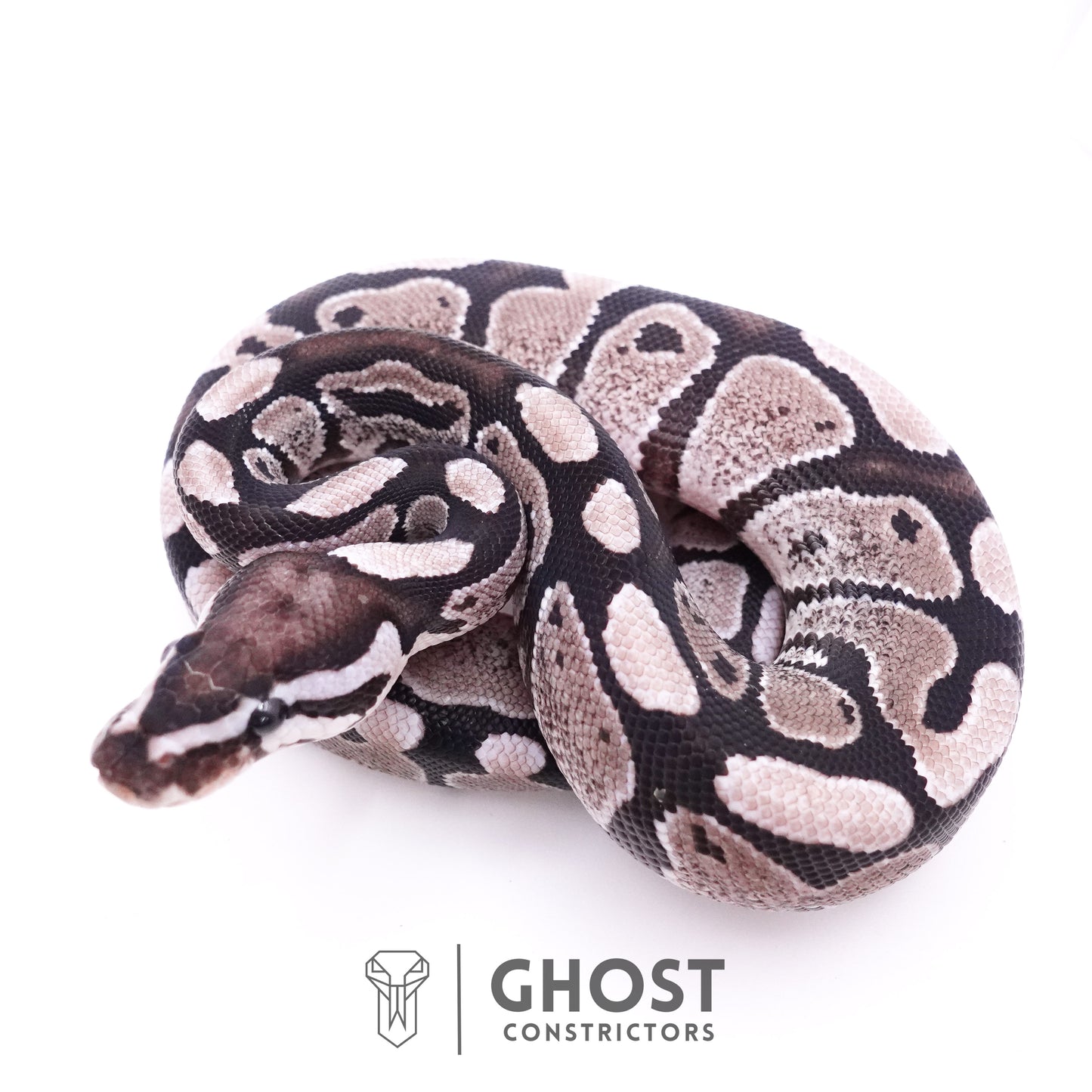 Axanthic VPI Ball Python