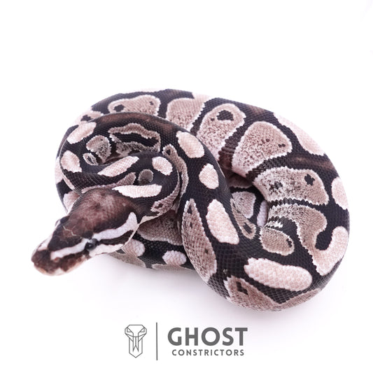 Axanthic VPI Ball Python
