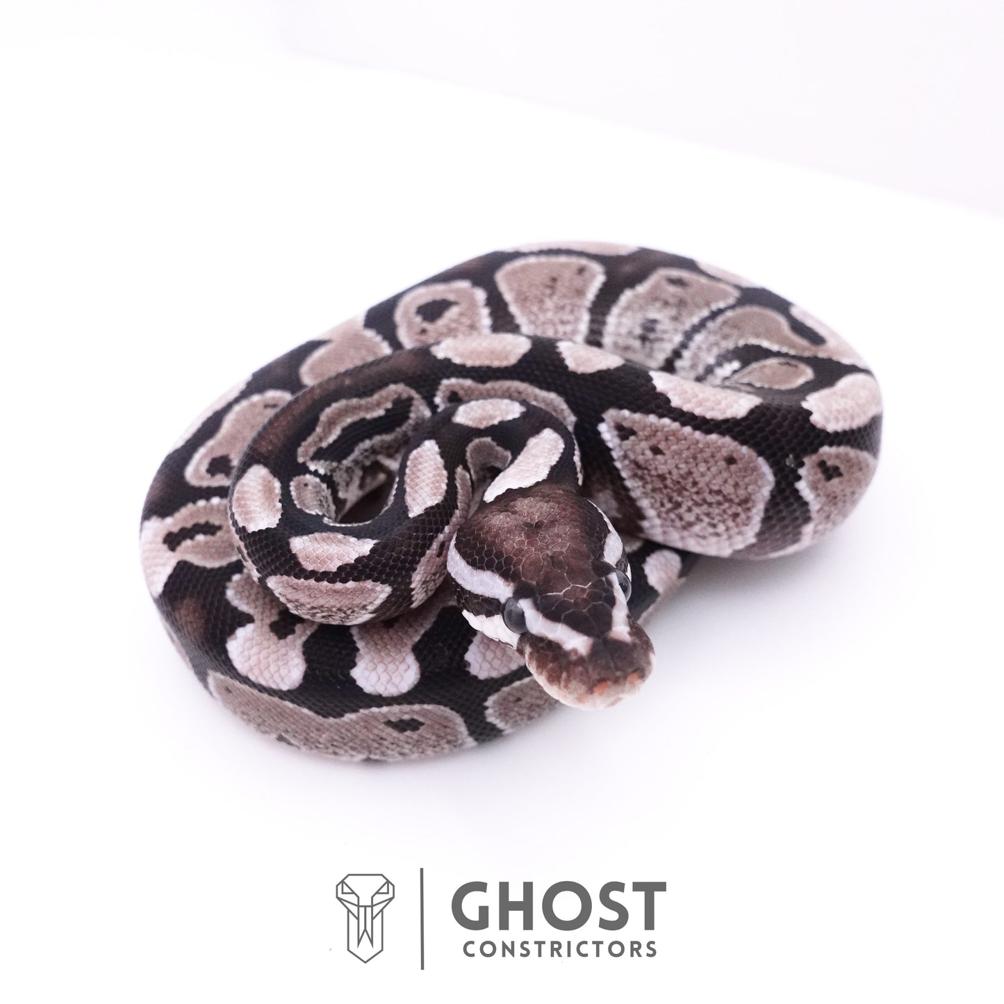 Axanthic VPI Ball Python