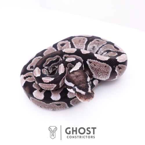 Axanthic VPI Ball Python — Male, 2025 hatch, captive-bred by Ghost Constrictors