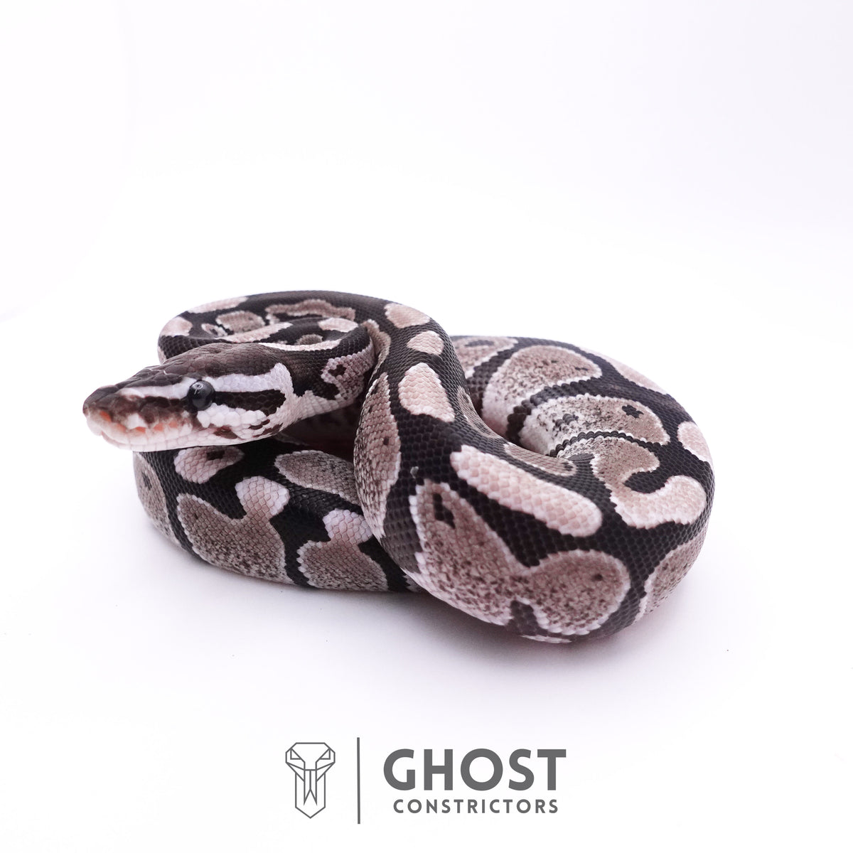 Axanthic VPI Ball Python — Male, 2025 hatch, captive-bred by Ghost Constrictors