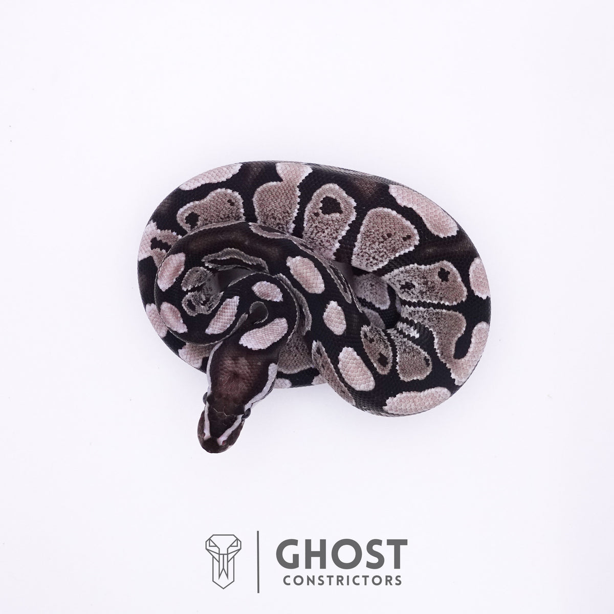 Axanthic VPI Ball Python — Male, 2025 hatch, captive-bred by Ghost Constrictors