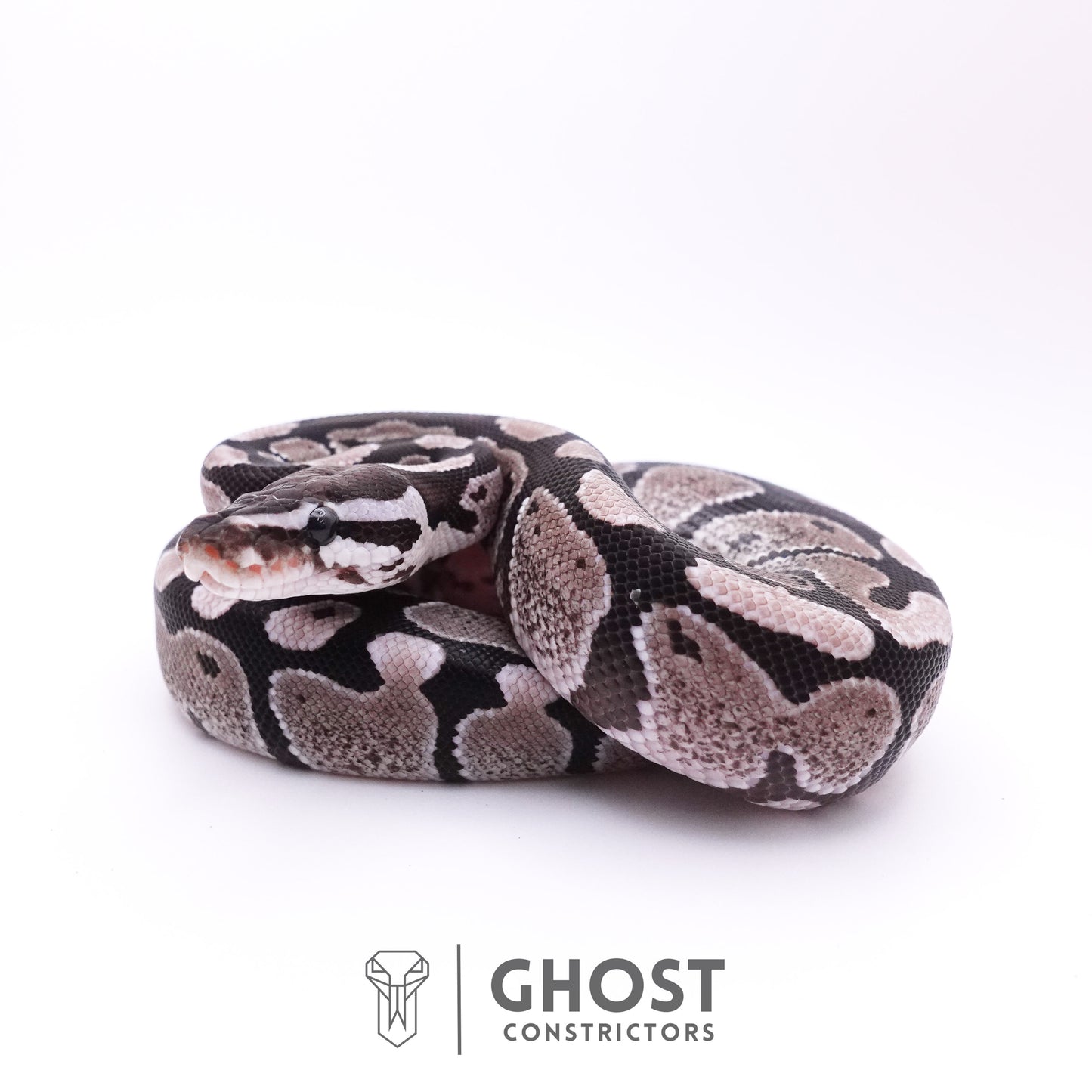 Axanthic VPI Ball Python