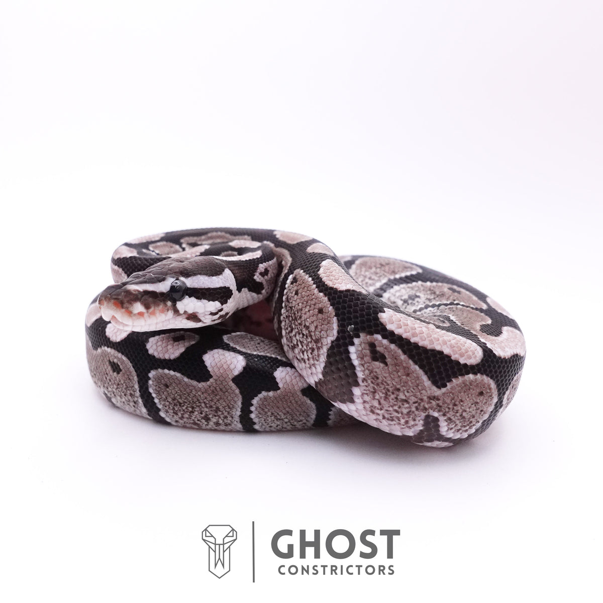 Axanthic VPI Ball Python — Male, 2025 hatch, captive-bred by Ghost Constrictors