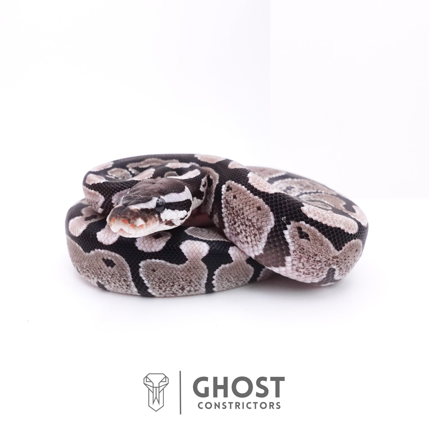 Axanthic VPI Ball Python