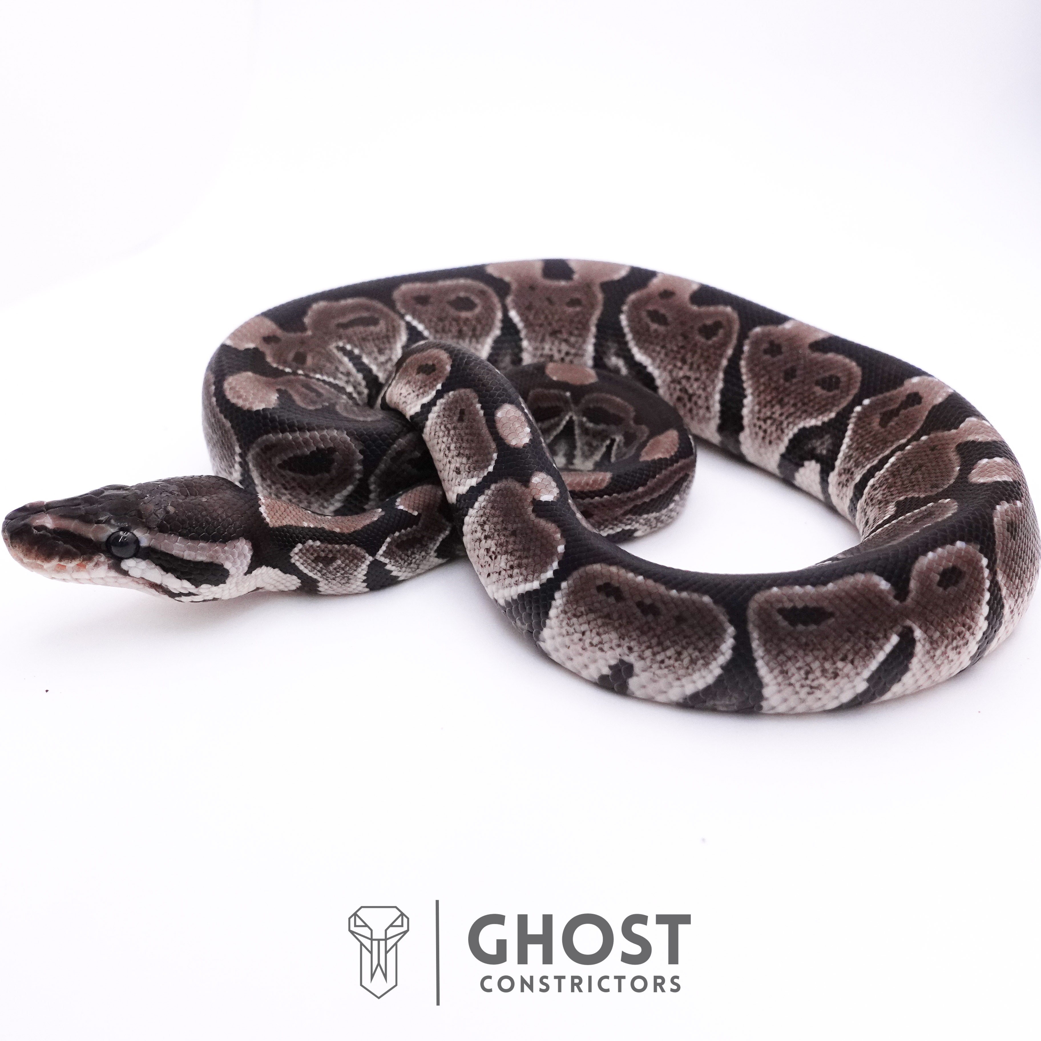 Axanthic VPI Ball Python for Sale – Ghost Constrictors