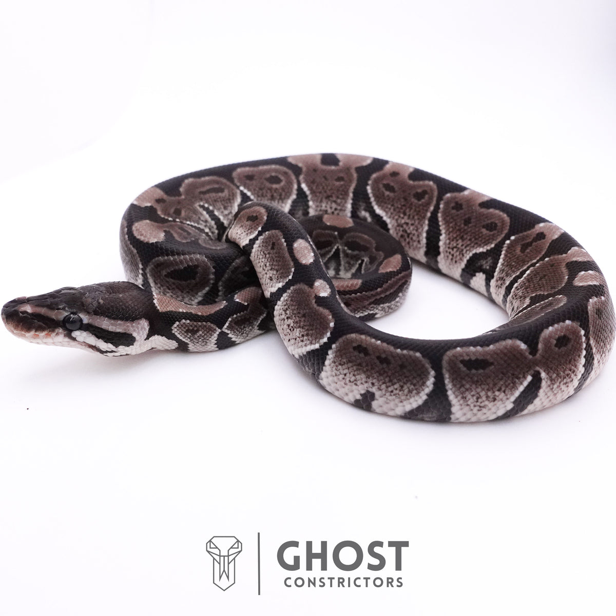 Axanthic VPI Ball Python — Female, 2025 hatch, captive-bred by Ghost Constrictors