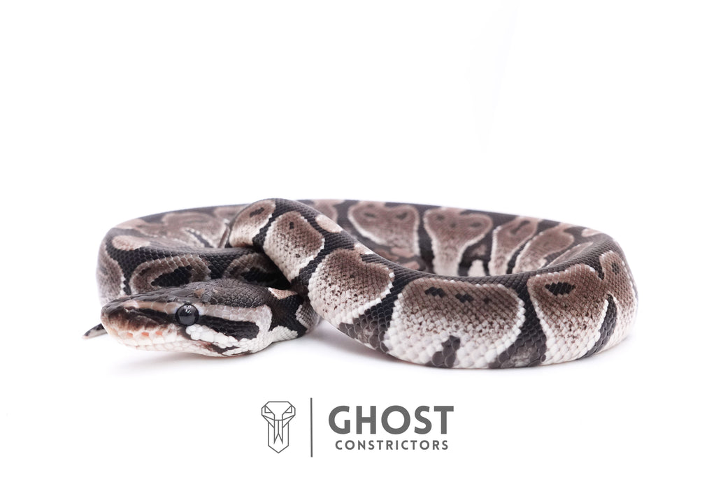 Axanthic VPI Ball Python — Female, 2025 hatch, captive-bred by Ghost Constrictors