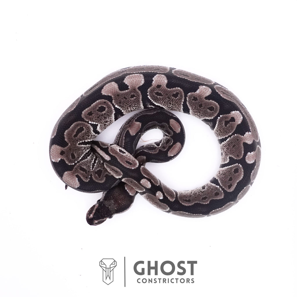 Axanthic VPI Ball Python — Female, 2025 hatch, captive-bred by Ghost Constrictors