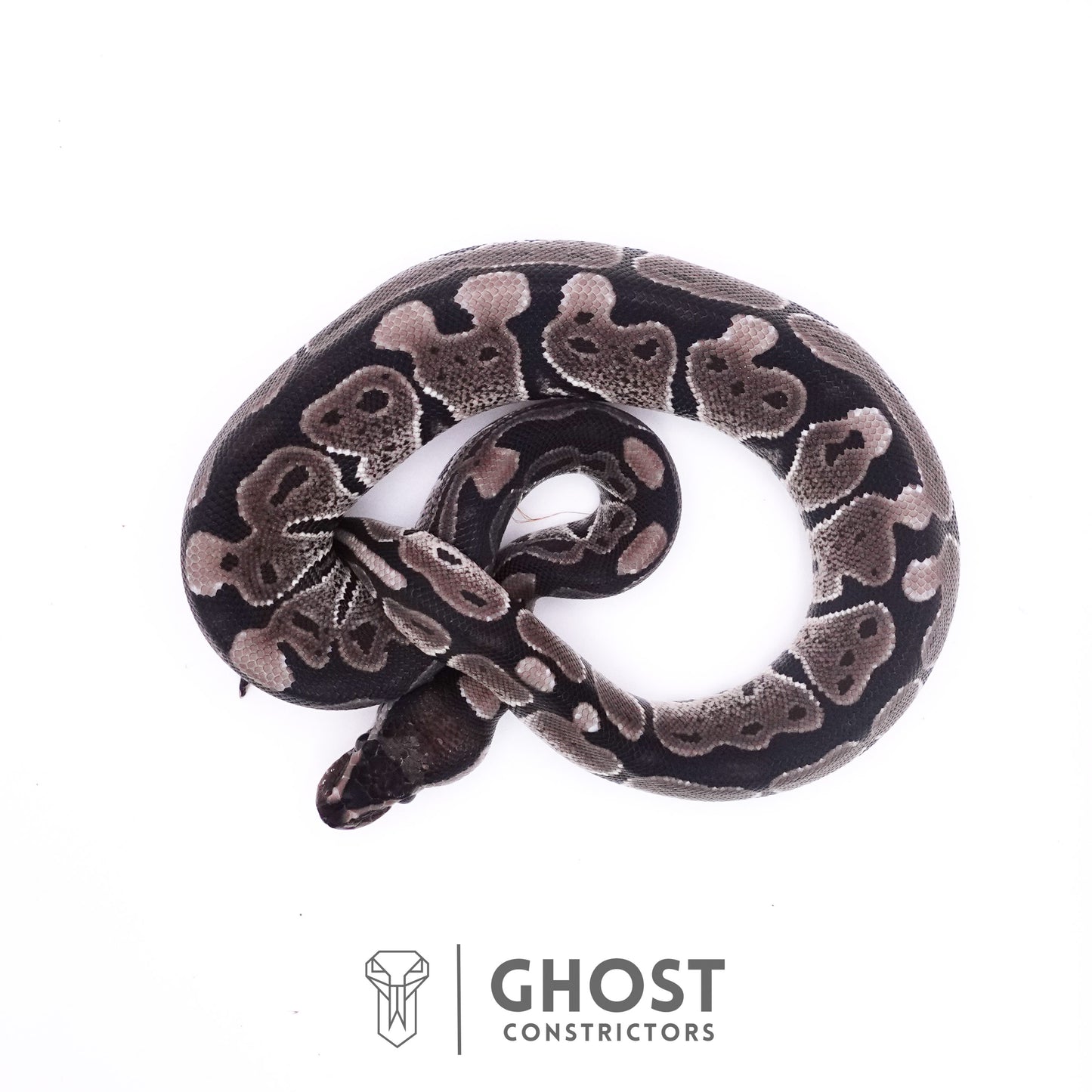 Axanthic VPI Ball Python