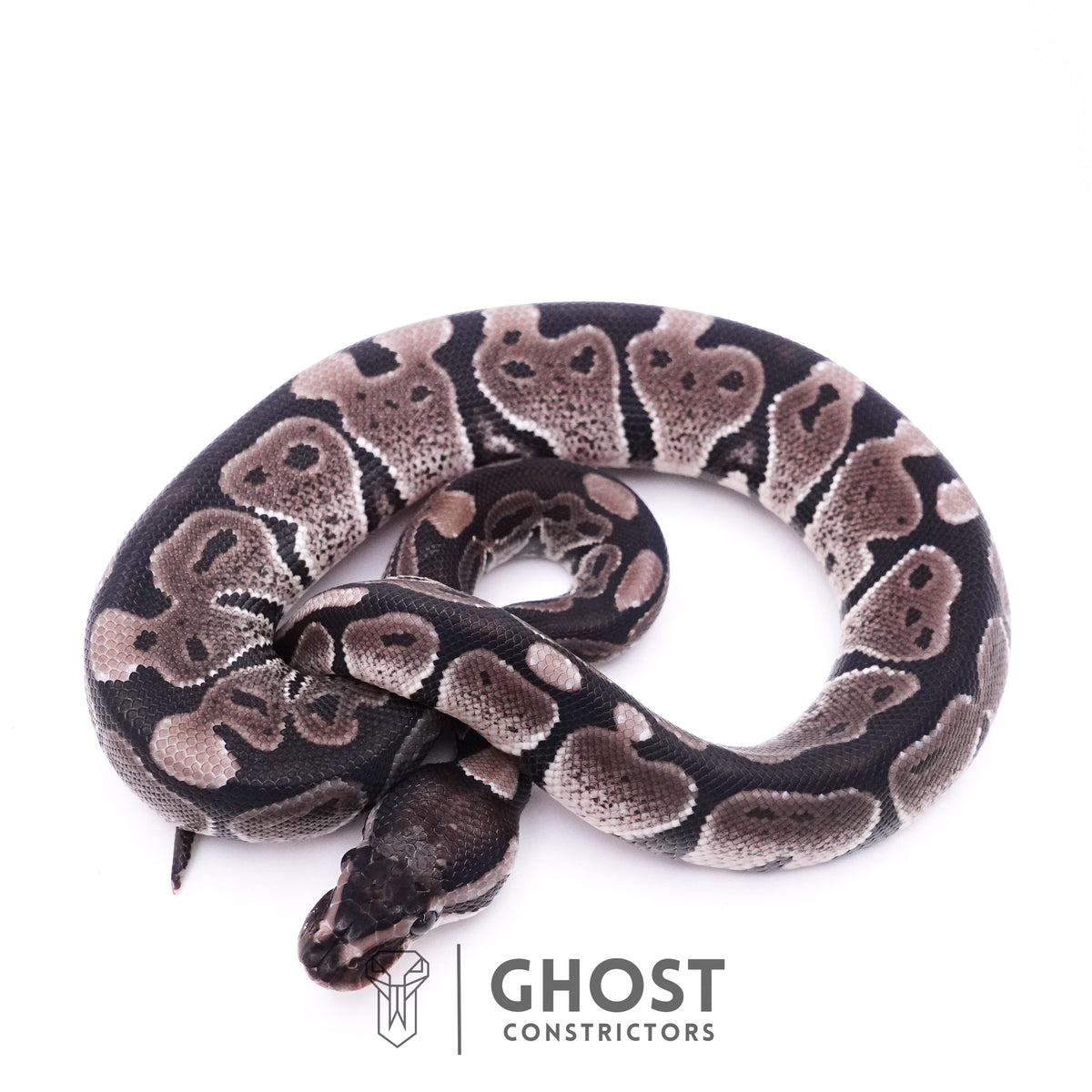 Axanthic VPI Ball Python — Female, 2025 hatch, captive-bred by Ghost Constrictors