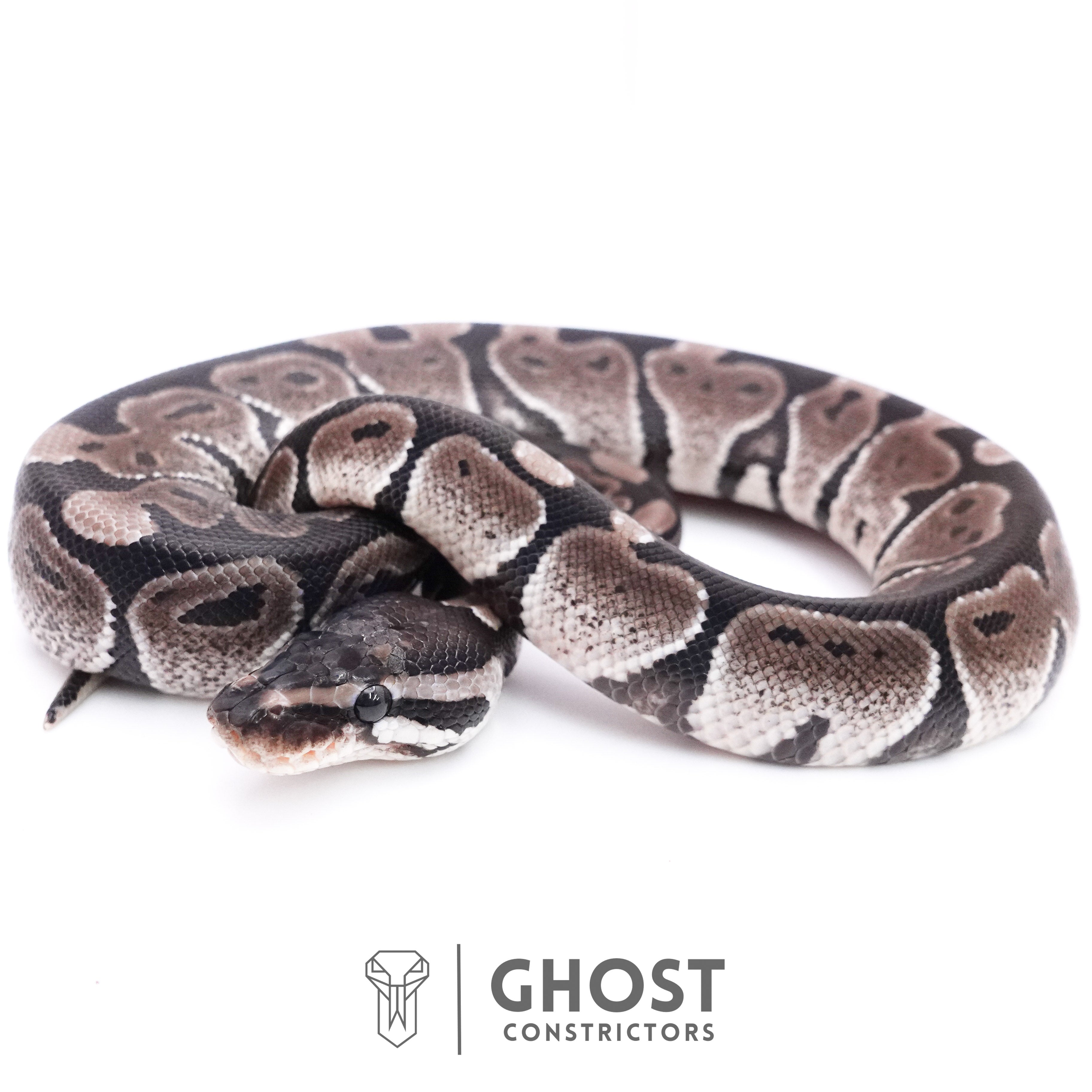 Axanthic Gene Ball Python Axanthic VPI Ball Python for Sale – Ghost Constrictors